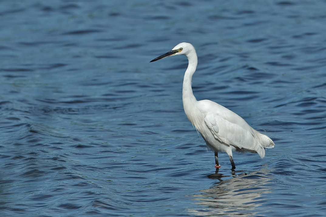 Greta garzetta Kleine Zilverreiger Little Egret